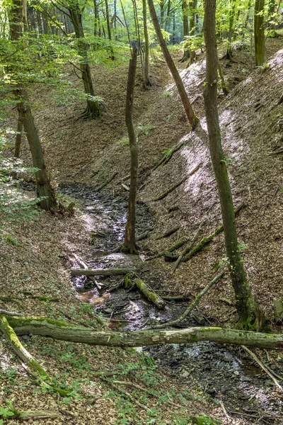 Άγρια Tiefenbach Μονοπάτι Μέσα Στο Δάσος Από Sankt Wendel Γερμανία — Φωτογραφία Αρχείου