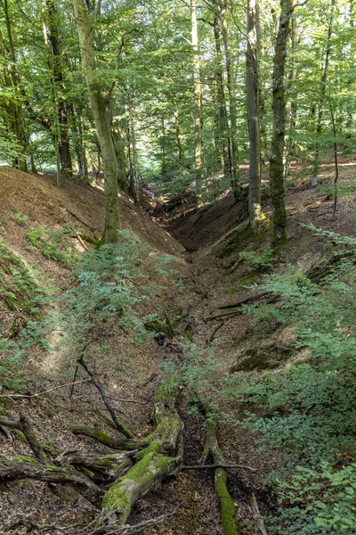Sentier Sauvage Tiefenbach Dans Forêt Sankt Wendel Allemagne — Photo