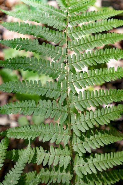 Detail Green Fern Plant Forest — Stock Photo, Image