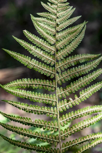 Detail Green Fern Plant Forest — Stock Photo, Image