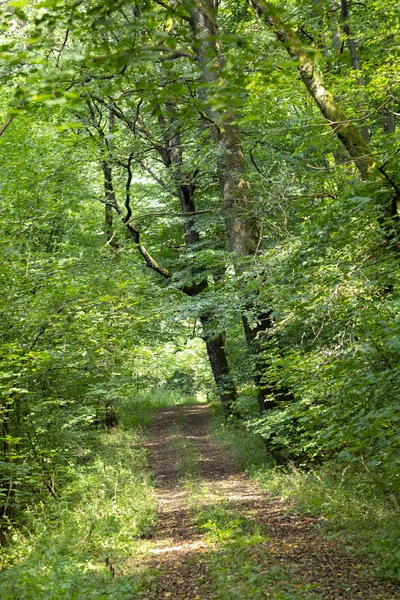 ザンクト ウェンデルの森の小さな道にティーフェンバッハ方法と呼ばれる — ストック写真