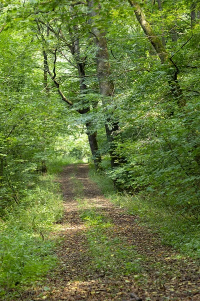 Μικρό Μονοπάτι Μέσα Στο Δάσος Sankt Wendel Που Ονομάζεται Tiefenbach — Φωτογραφία Αρχείου