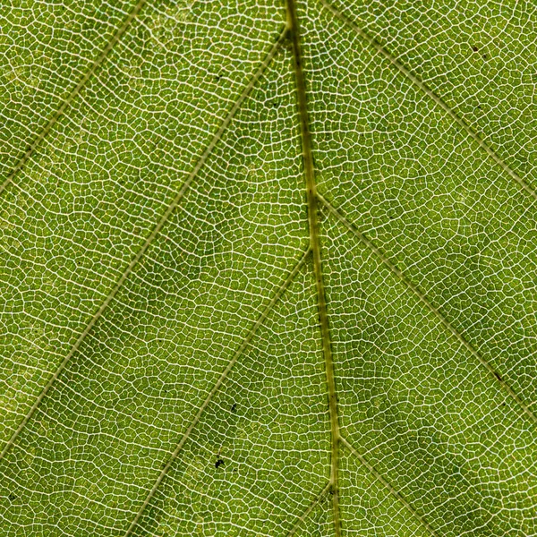 Detalhe Folha Fundo Verde Harmônico — Fotografia de Stock