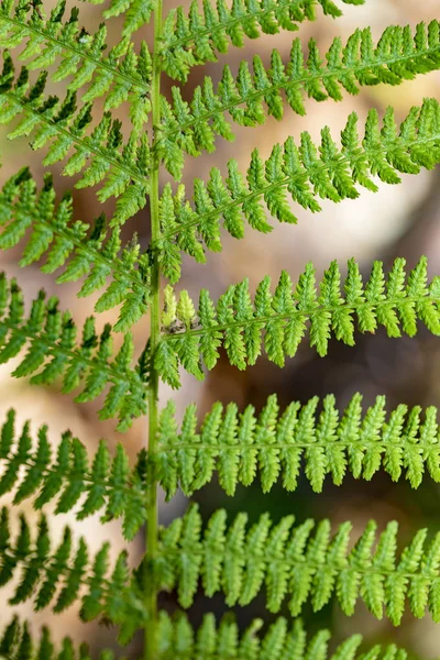 Detail Fern Plant Nature Background — Stock Photo, Image