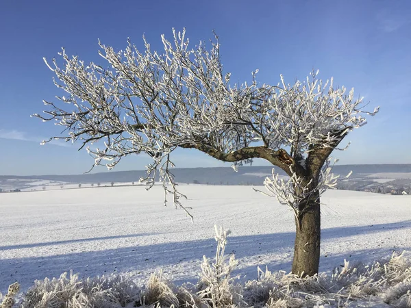 Árboles Cubiertos Nieve Hielo Paisaje Invernal Bajo Cielo Azul — Foto de Stock