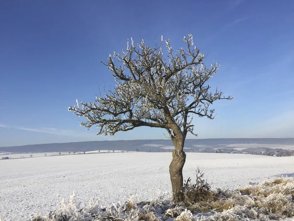 Alberi Ricoperti Neve Ghiaccio Nel Paesaggio Invernale Sotto Cielo Blu — Foto Stock