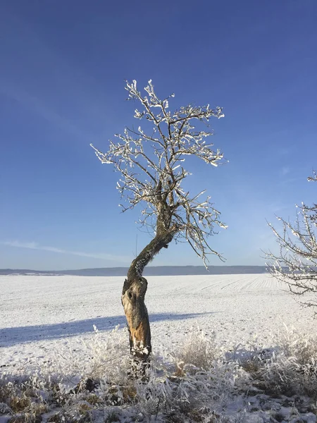 雪と青空の下で冬の風景の氷に覆われた木 — ストック写真