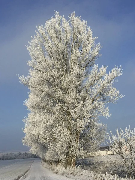 Alberi Ricoperti Neve Paesaggio Panoramico — Foto Stock