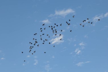 mavi gökyüzünün altında kuşlar sürüsü