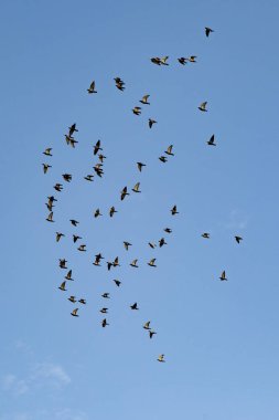 mavi gökyüzünün altında kuşlar sürüsü