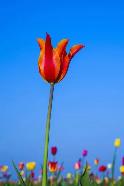 Bahar Çiçek Renkli Lale Alanıyla — Stok fotoğraf