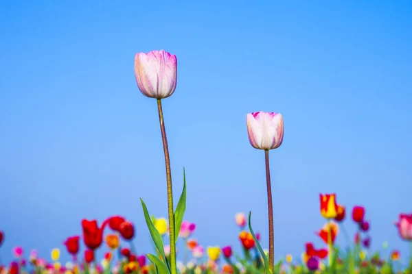 Frühlingsfeld Mit Blühenden Bunten Tulpen — Stockfoto