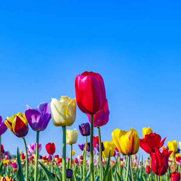 Campo Primavera Com Tulipas Coloridas Florescentes — Fotografia de Stock