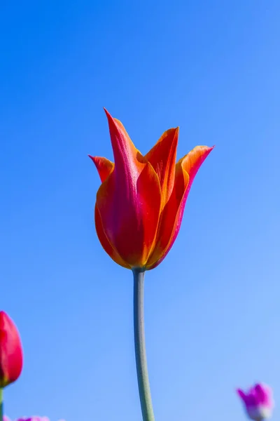 Bahar Çiçek Renkli Lale Alanıyla — Stok fotoğraf