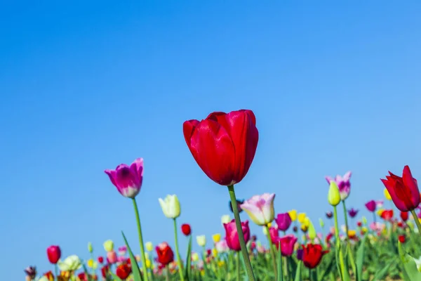 Campo Primavera Com Tulipas Coloridas Florescentes — Fotografia de Stock