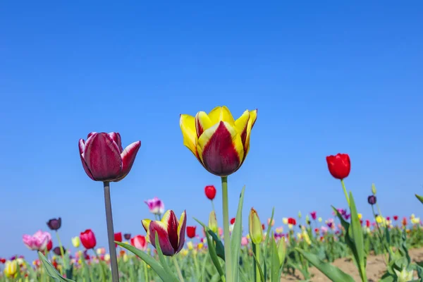 Frühlingsfeld Mit Blühenden Bunten Tulpen — Stockfoto