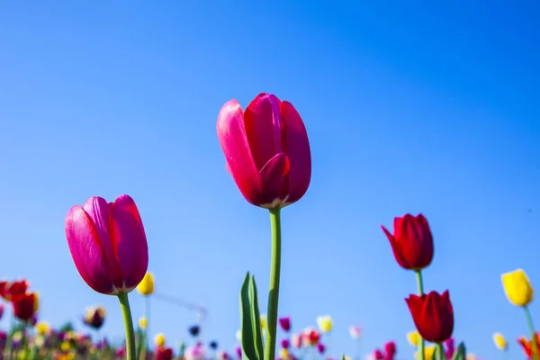 Lente Veld Met Bloeiende Kleurrijke Tulpen — Stockfoto