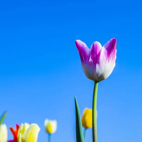 Jarní Pole Kvetoucí Barevné Tulipány — Stock fotografie