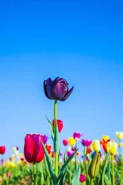 Champ Printemps Avec Des Tulipes Colorées Fleurs — Photo