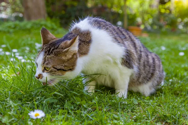 cat hunting in the garden