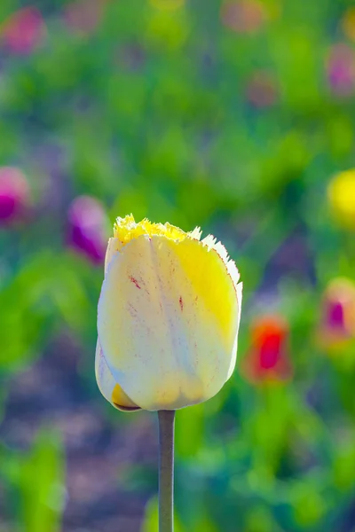 Jarní Pole Kvetoucí Barevné Tulipány — Stock fotografie