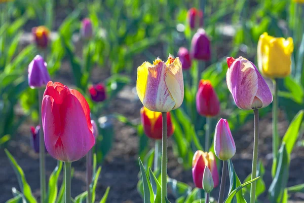 Lente Veld Met Bloeiende Kleurrijke Tulpen — Stockfoto