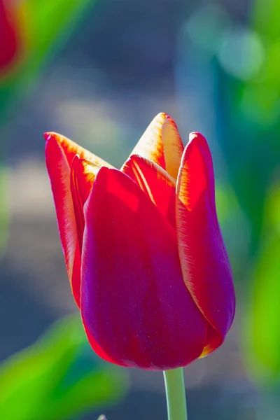 Lente Veld Met Bloeiende Kleurrijke Tulpen — Stockfoto