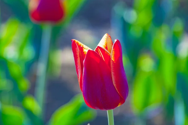 Lente Veld Met Bloeiende Kleurrijke Tulpen — Stockfoto