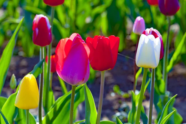 Jarní Pole Kvetoucí Barevné Tulipány — Stock fotografie