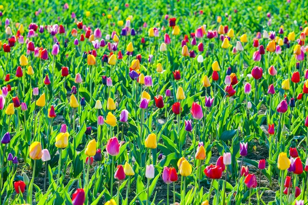 Весеннее Поле Цветущими Цветущими Тюльпанами — стоковое фото