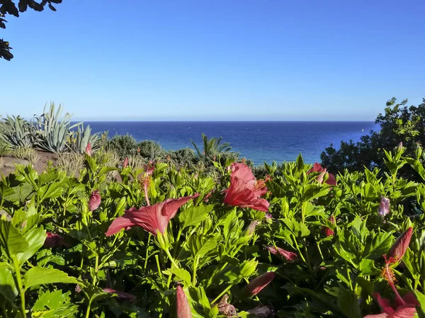 Ibišek Květ Pláži Kanárské Ostrovy — Stock fotografie