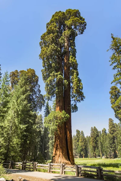 Secuoyas Altas Grandes Hermoso Parque Nacional Sequoia —  Fotos de Stock