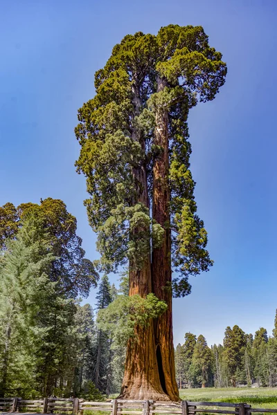 Sequoie Alte Grandi Nel Bellissimo Parco Nazionale Della Sequoia — Foto Stock