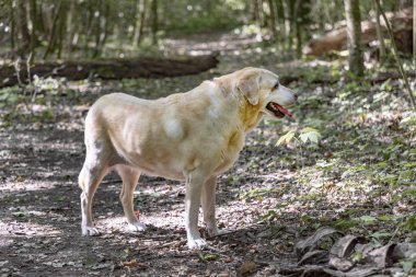 güneş ışığı ormanında labrador köpek