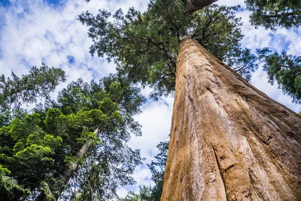 ทยานแห งชาต Sequoia นไม ขนาดใหญ Sequoia าเช Redwoods ภายใต องฟ — ภาพถ่ายสต็อก