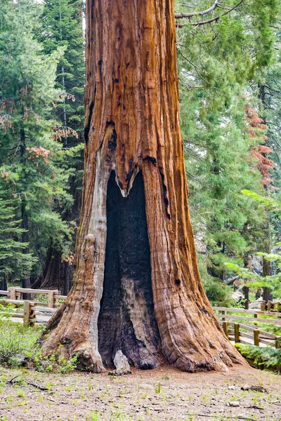 old stump of a sequoia tree in the sequoia national park