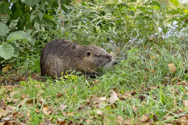 Castor Recherche Nourriture Dans Région Lac — Photo