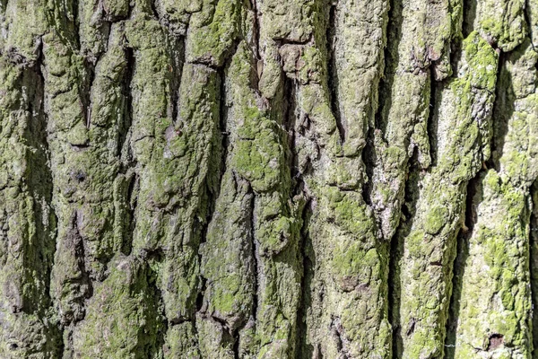 Detalhe Casca Carvalho Fundo Harmônico — Fotografia de Stock