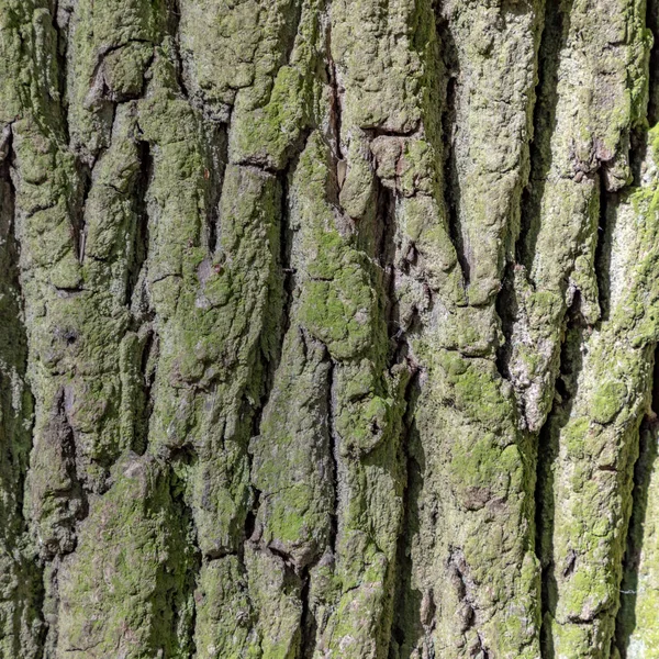 橡树树皮细节给出了一个谐波背景 — 图库照片