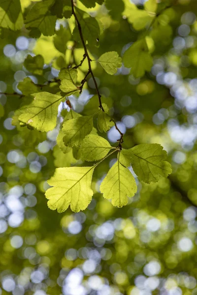 Detail Green Oak Leaves — Stock Photo, Image