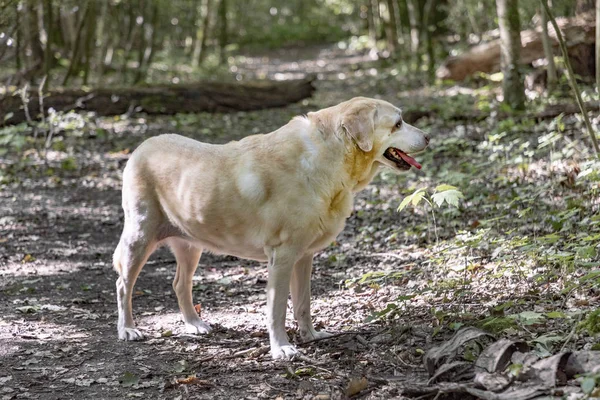 Χαριτωμένο Σκυλί Λαμπραντόρ Στο Δάσος Στο Φως Του Ήλιου — Φωτογραφία Αρχείου