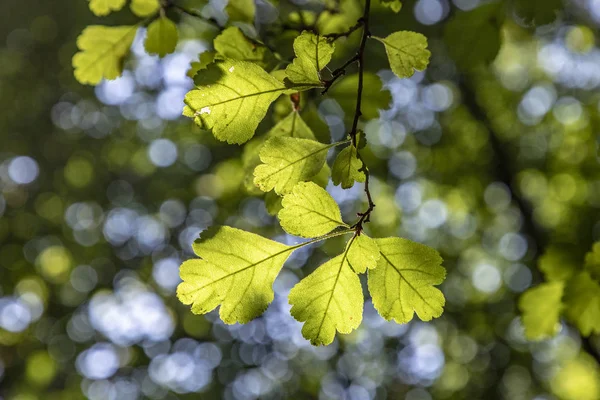 Detail Oak Leaves — Stock Photo, Image