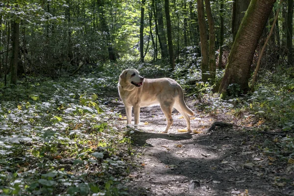 Bonito Labrador Cão Floresta Luz Solar — Fotografia de Stock