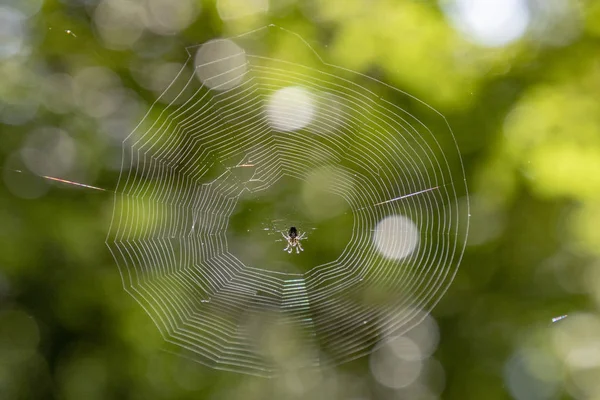 small spider in her net in the forest