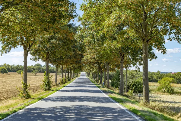 Vicolo Panoramico Con Ombra Alberi Confine Francia Germania — Foto Stock