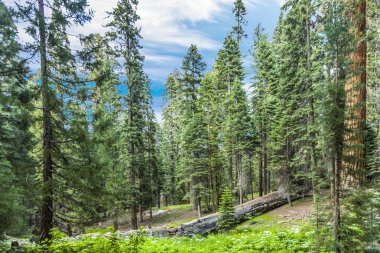 uzun boylu ve büyük SEQUOIAS güzel sequoia national park mavi gökyüzü ile
