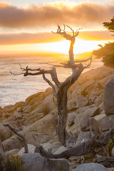 Romantyczny Zachód Słońca Pobliżu Point Lobos Starych Drzew Suszone Kamień — Zdjęcie stockowe