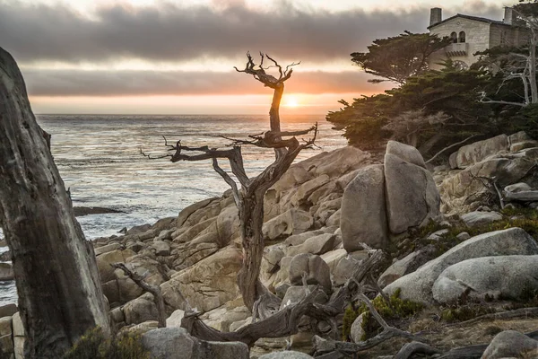 Romantiska Solnedgången Nära Point Lobos Med Gamla Torkade Träd Stenstranden — Stockfoto