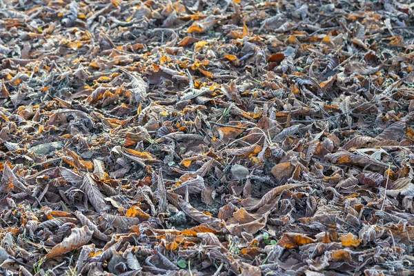 Замороженные Листья Зимой Качестве Символа Сезона — стоковое фото