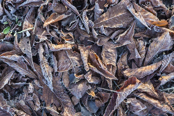 Feuilles Congelées Hiver Comme Symbole Saison — Photo